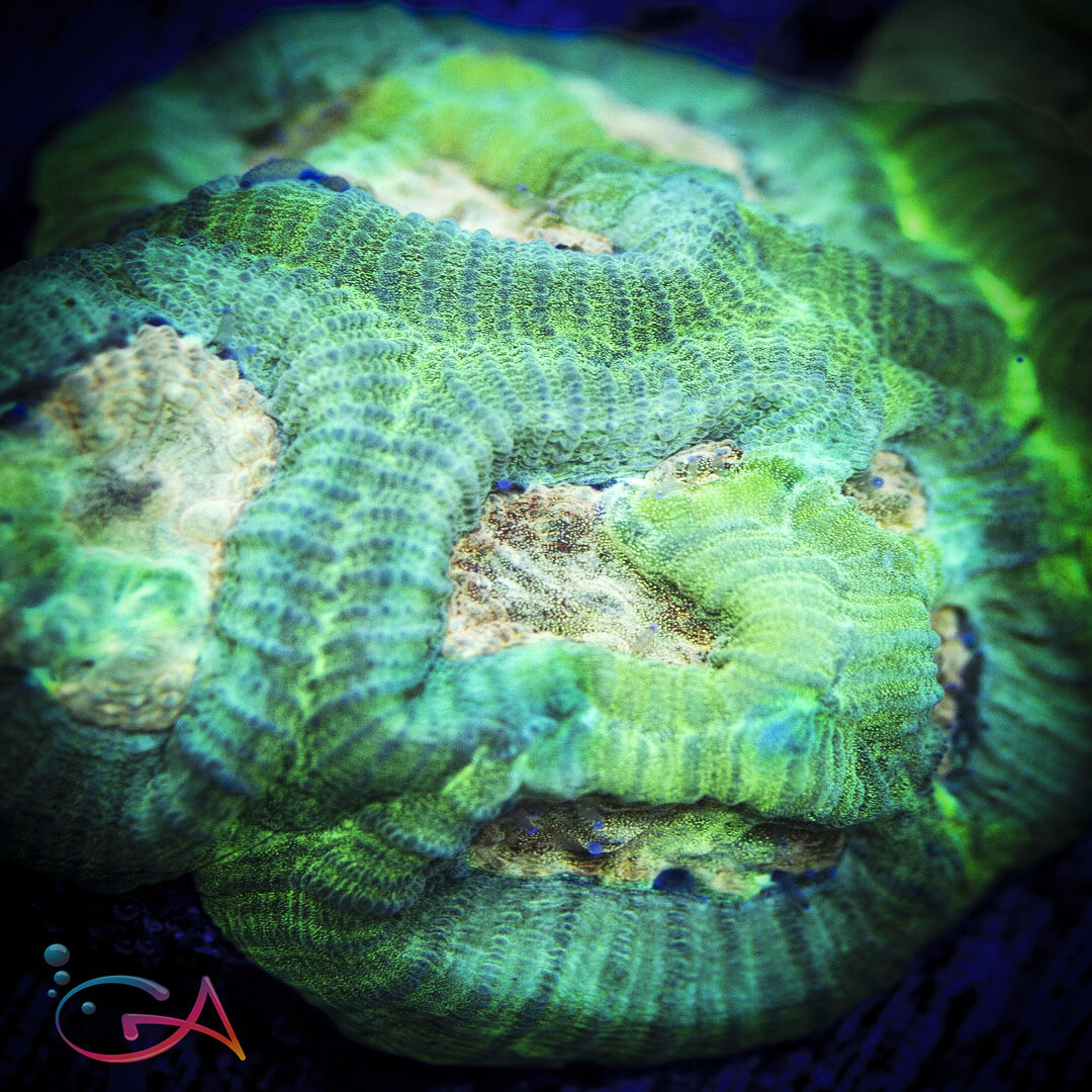 Coral - Frag - Favia - Bugs Bunny GA