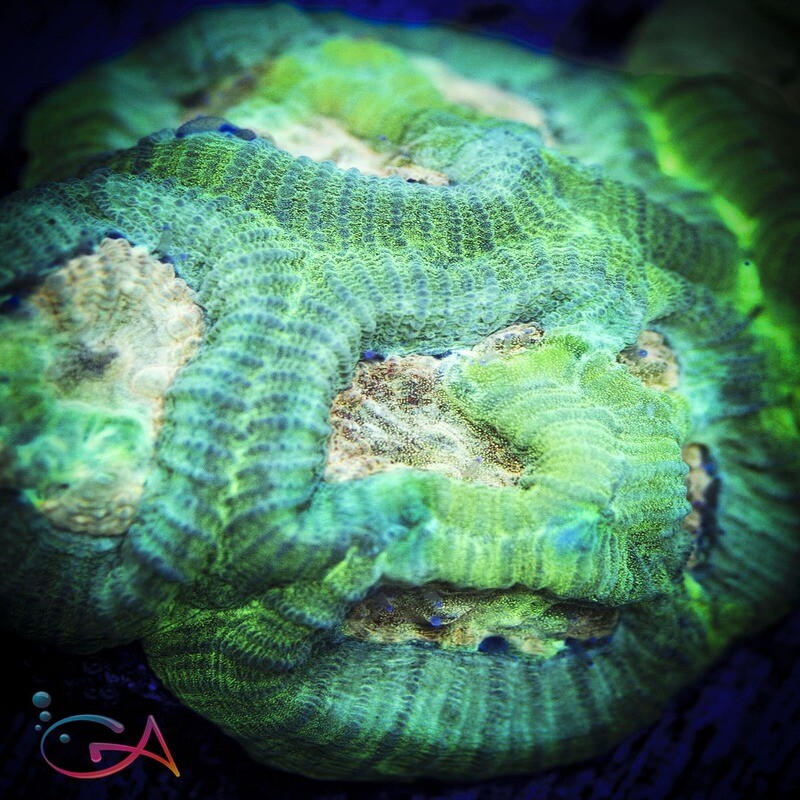 Coral - Frag - Favia - Bugs Bunny GA