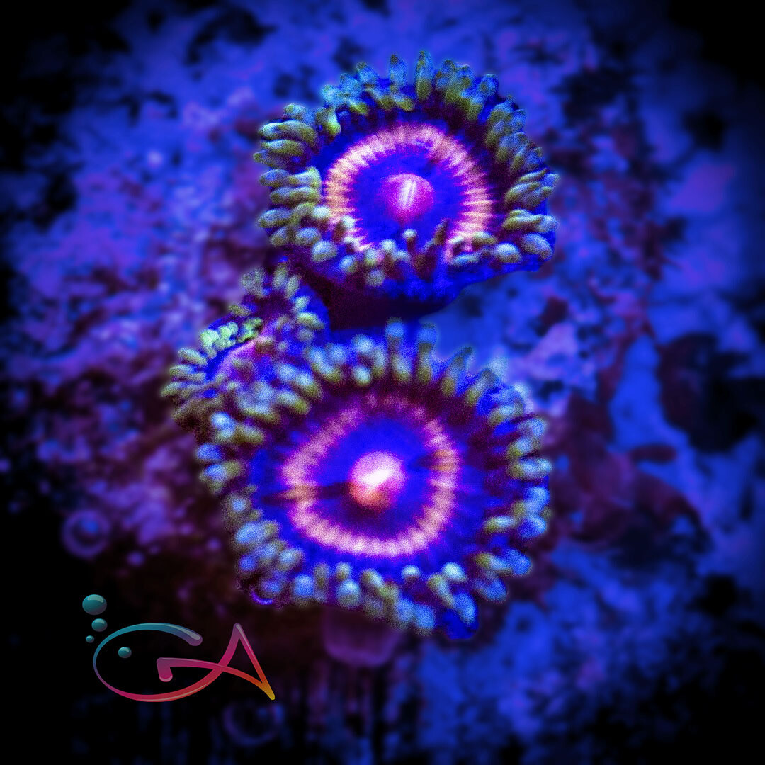 Coral - Frag - Zoa - Super Girl