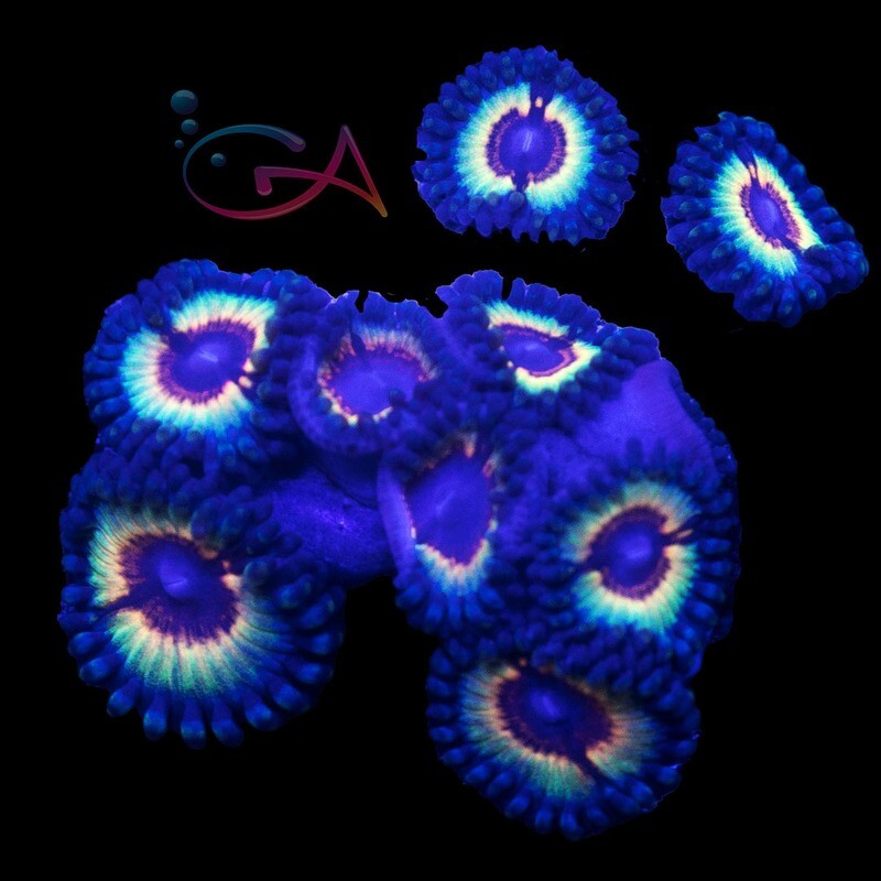 Coral - Frag - Zoa - Solar Flare