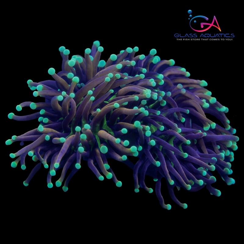 Coral - Frag - Euphyllia Torch - Jester Indo