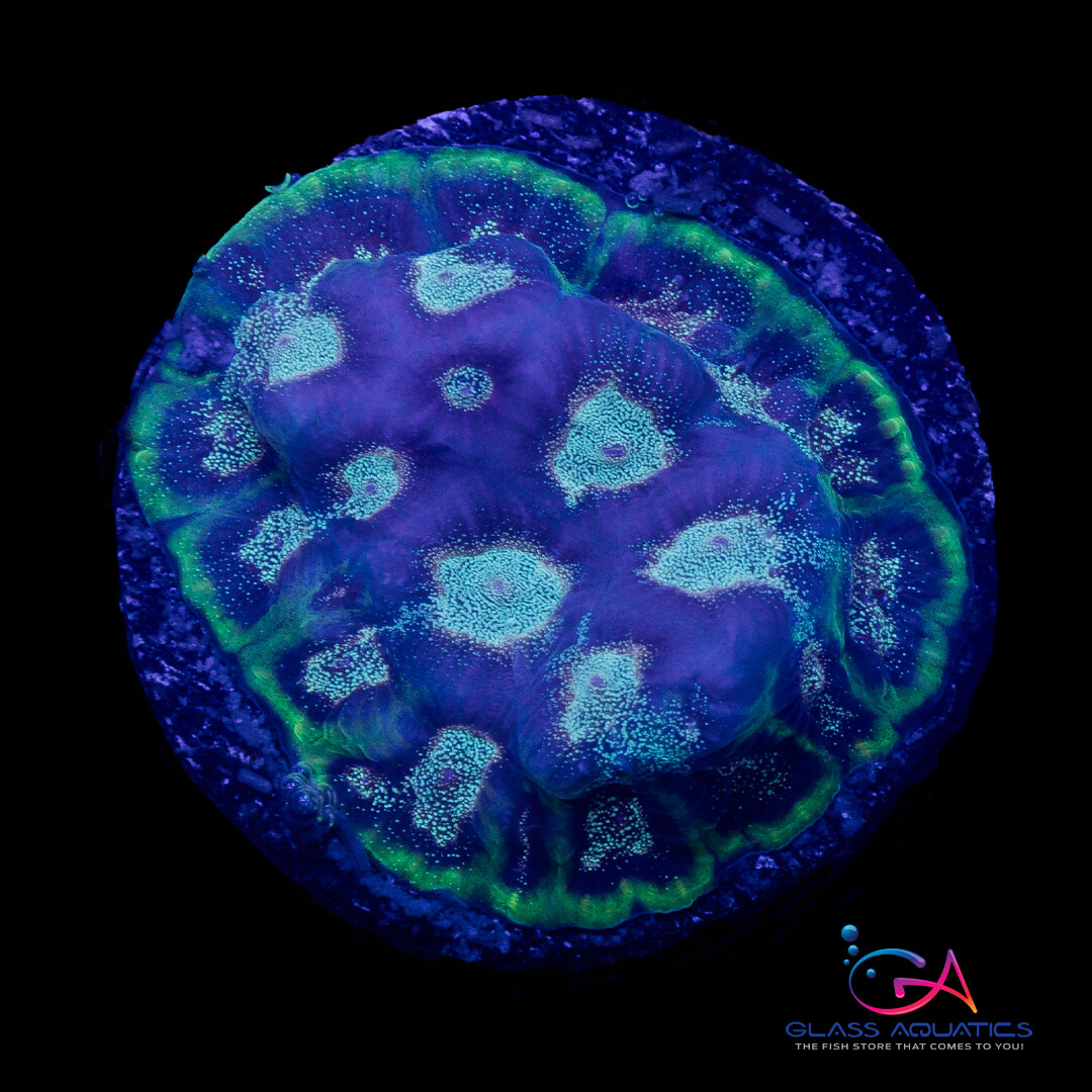 Coral - Frag - Favia - Spiritual Warfare GA