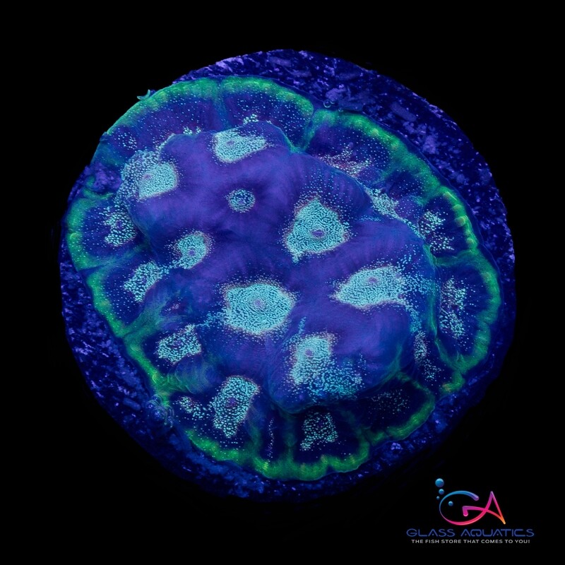 Coral - Frag - Favia - Spiritual Warfare GA