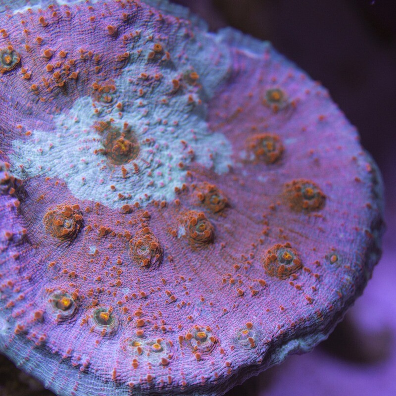 Coral - Frag - Chalice - Lord's Ocean GA
