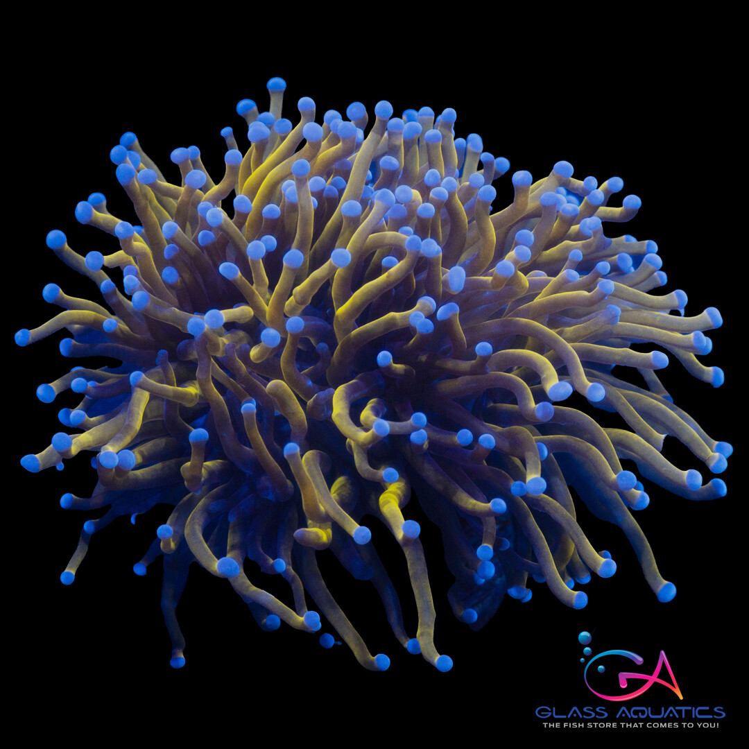 Coral - Frag - Euphyllia Torch - Gold Indo ULTRA