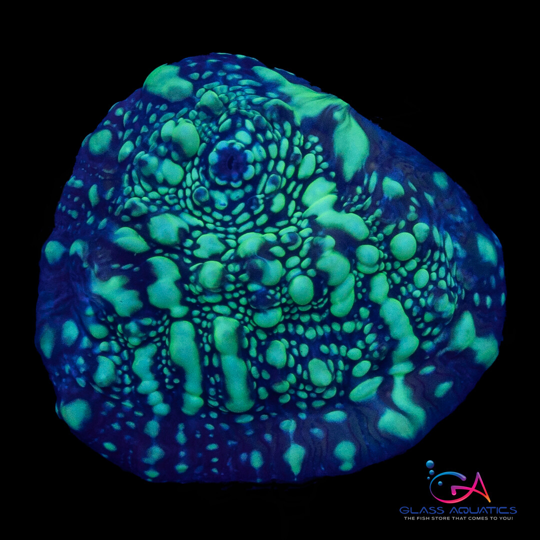 Coral - Frag - Chalice - Acid Rain