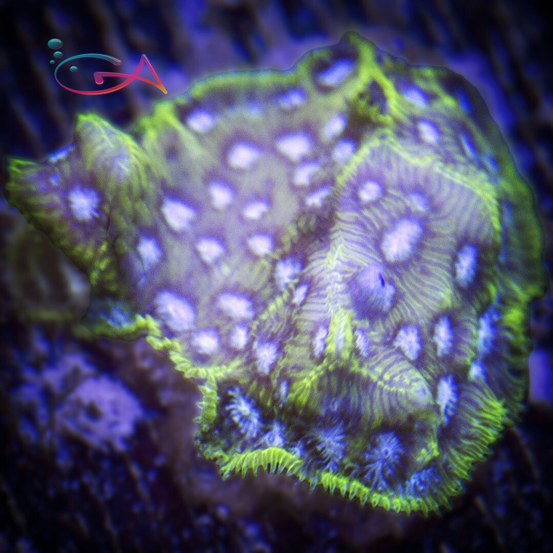 Coral - Frag - Leptoseris - Starry Night