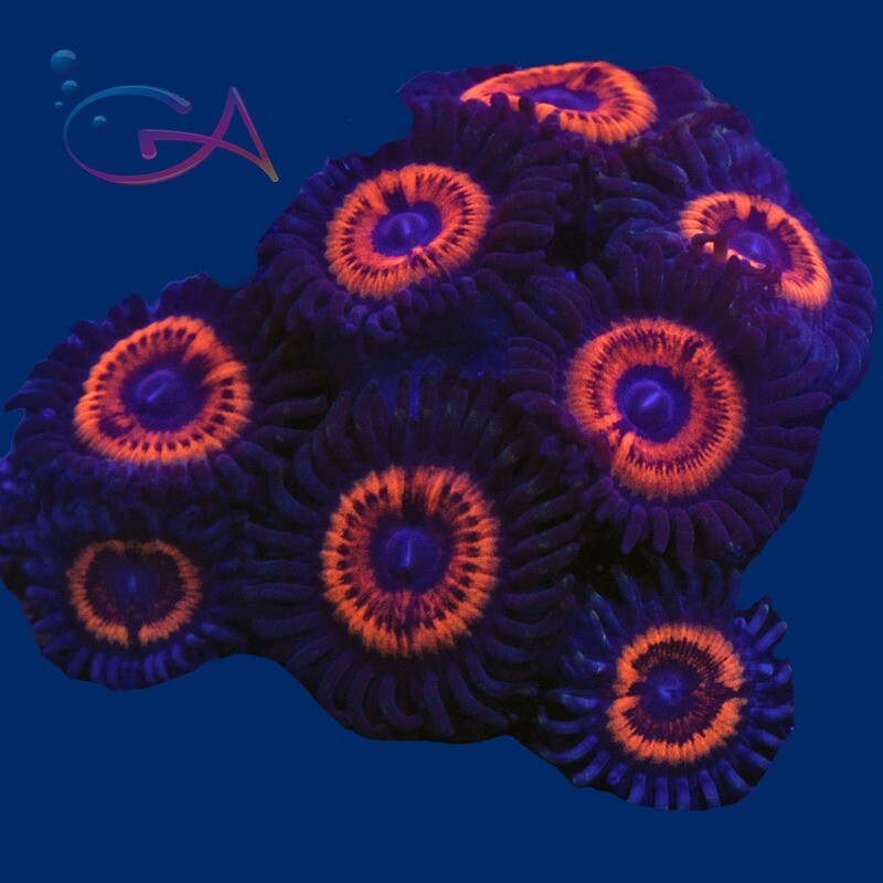 Coral - Frag - Zoa - Armor of Gods