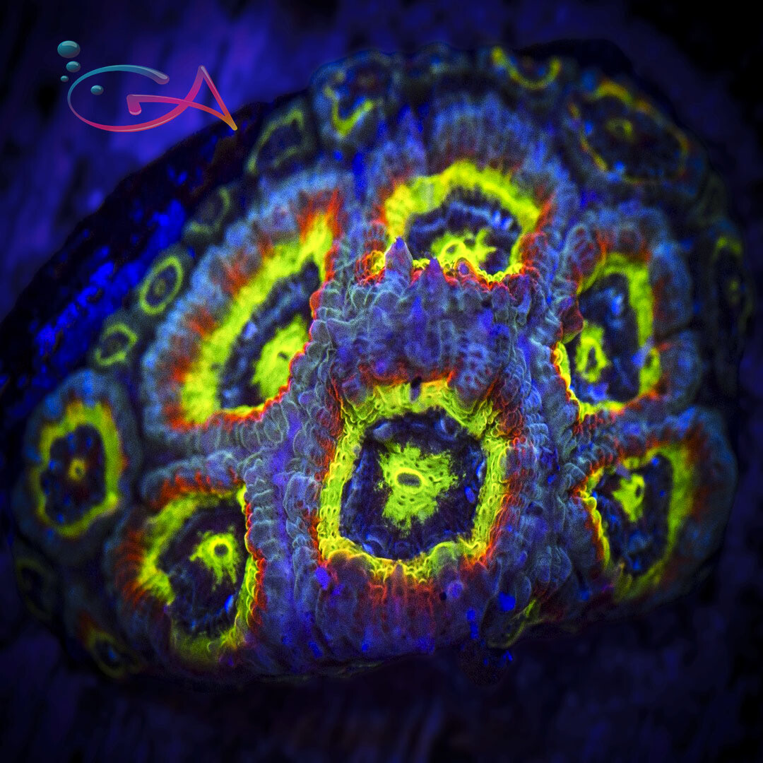 Coral - Frag - Acan Micromussa - Holy Grail