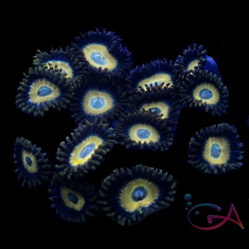 Coral - Frag - Zoa Scrambled Eggs