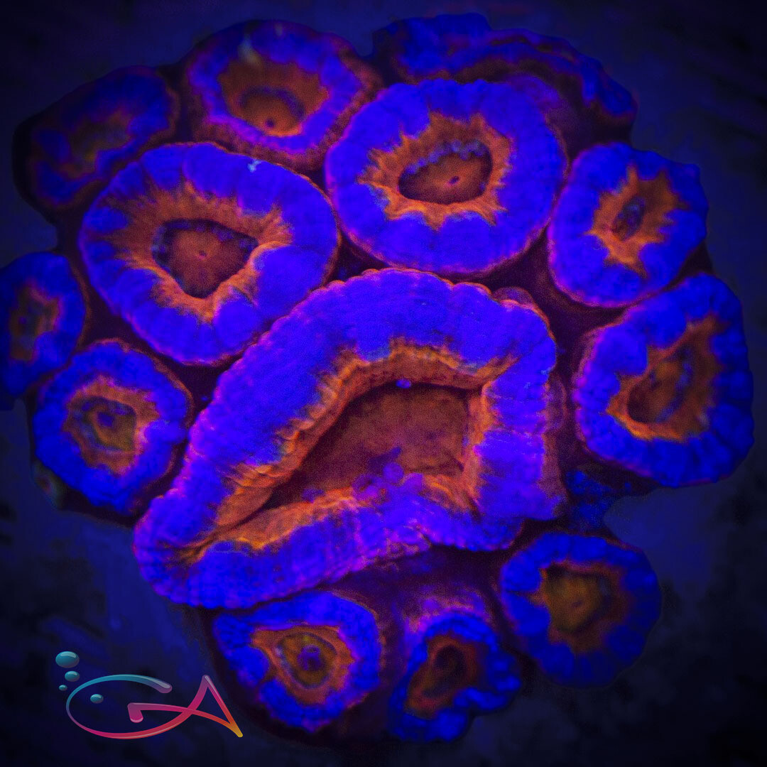 Coral - Frag - Acan Lordhowensis - Drax The Destroyer GA