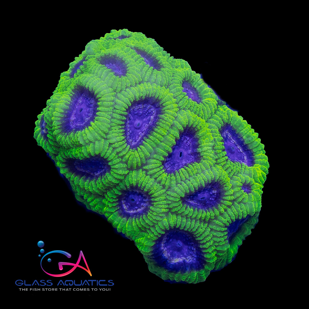 Coral - Frag - Favia - Raptor's Peace