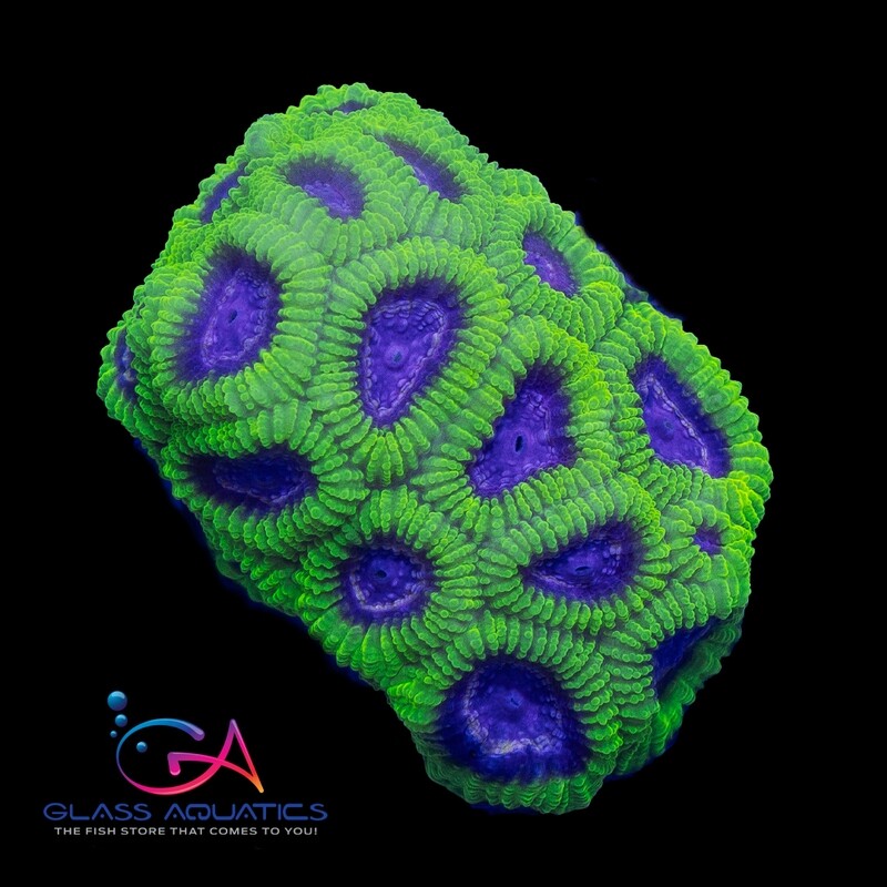 Coral - Frag - Favia - Raptor's Peace