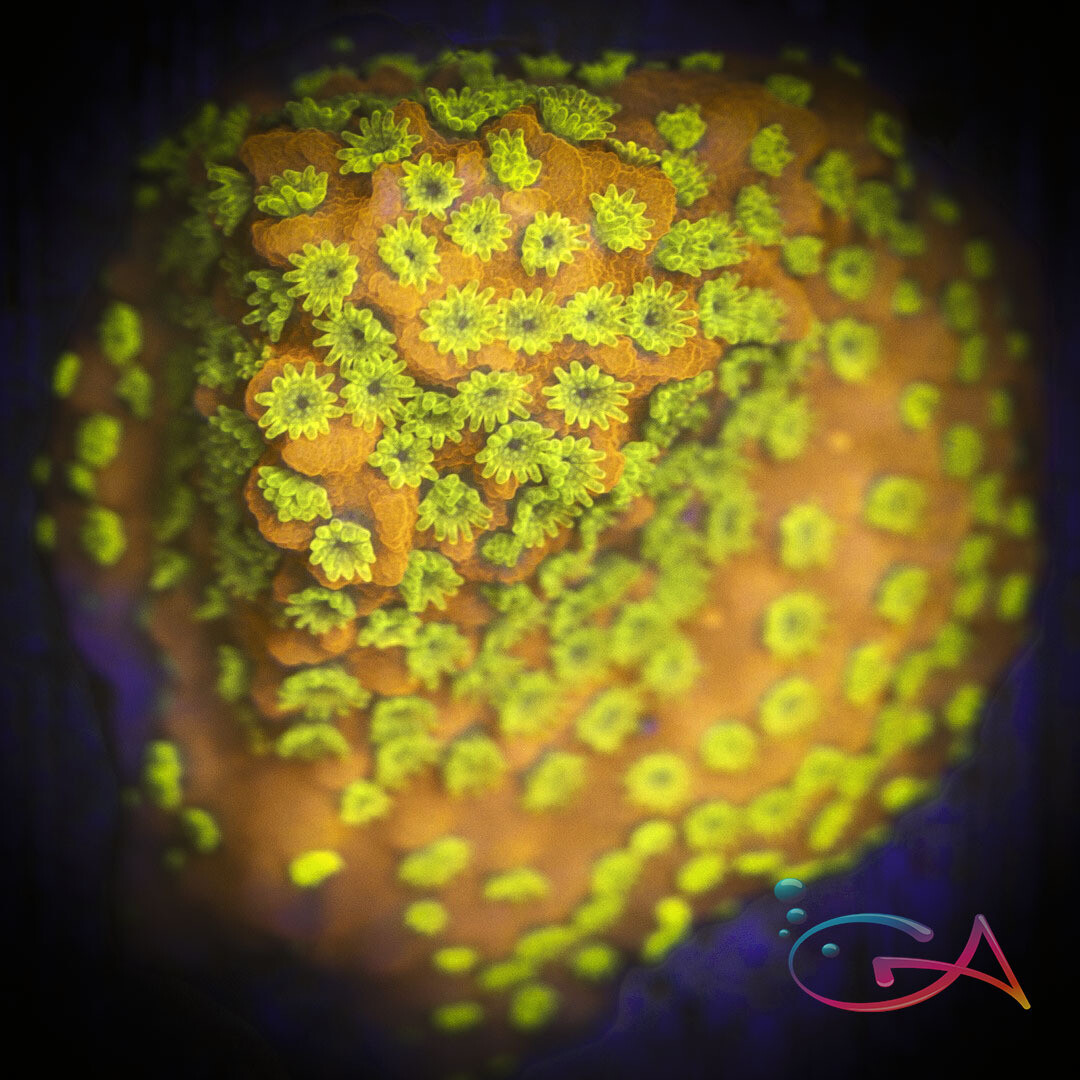 Coral - Frag - Montipora - Tyree Rainbow