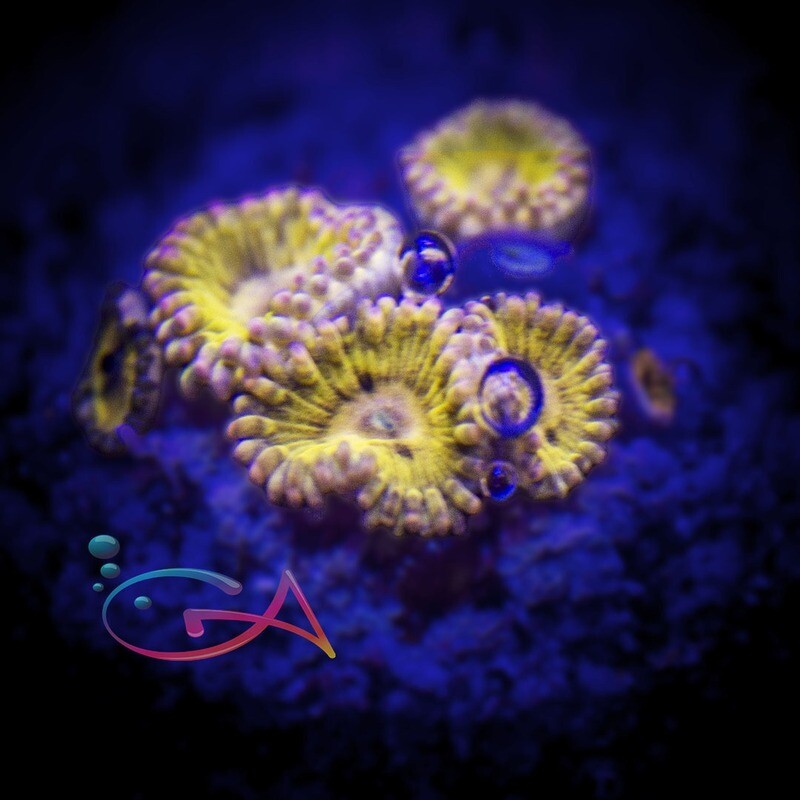 Coral - Frag - Zoa Chiquitas