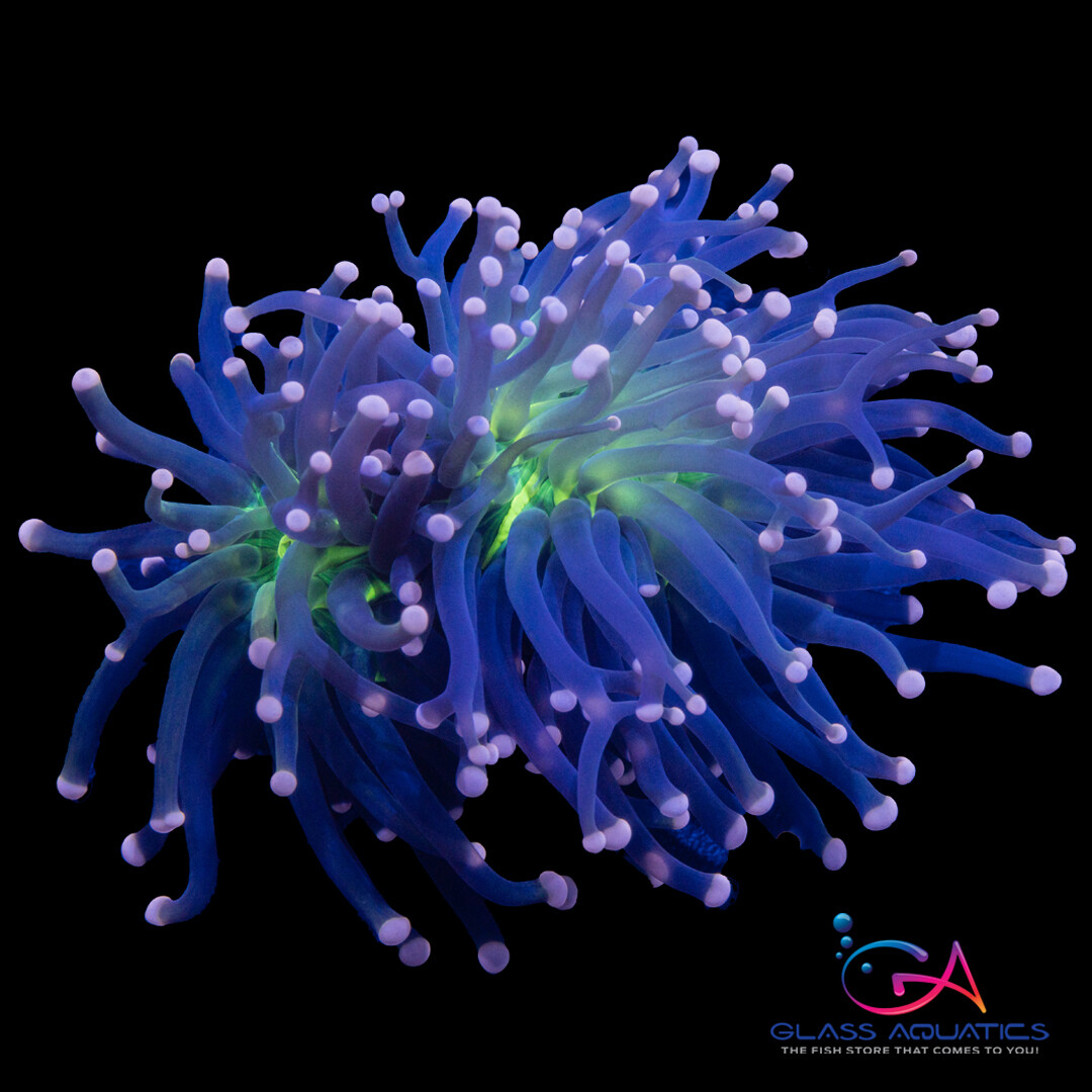 Coral - Frag - Euphyllia Torch - Hocus Pocus