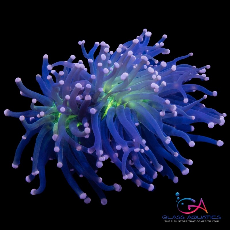 Coral - Frag - Euphyllia Torch - Hocus Pocus