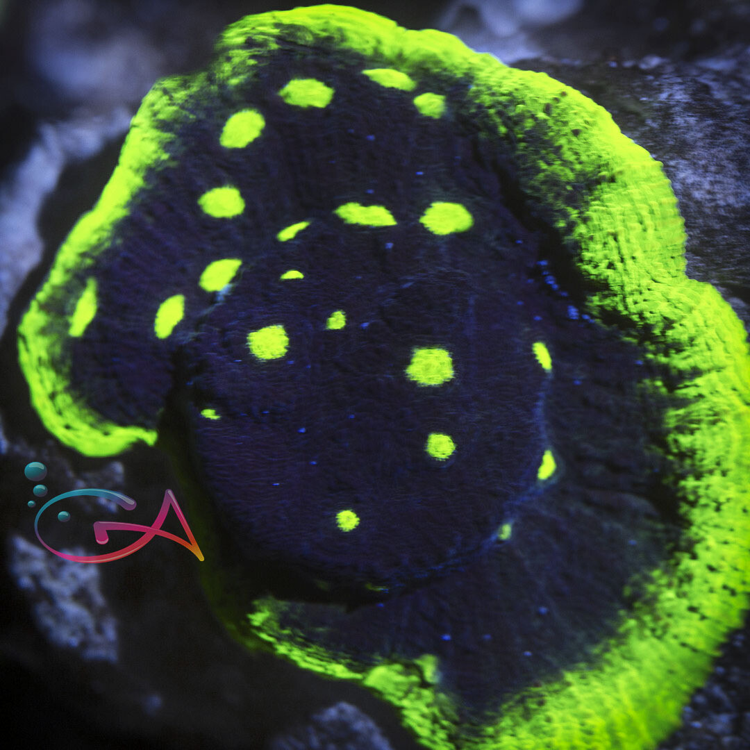 Coral - Frag - Chalice - Watermelon Blue