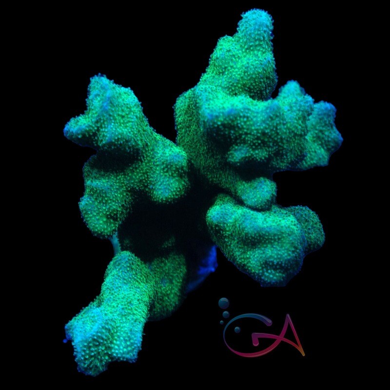 Coral - Frag - Psammocora - Branching Green