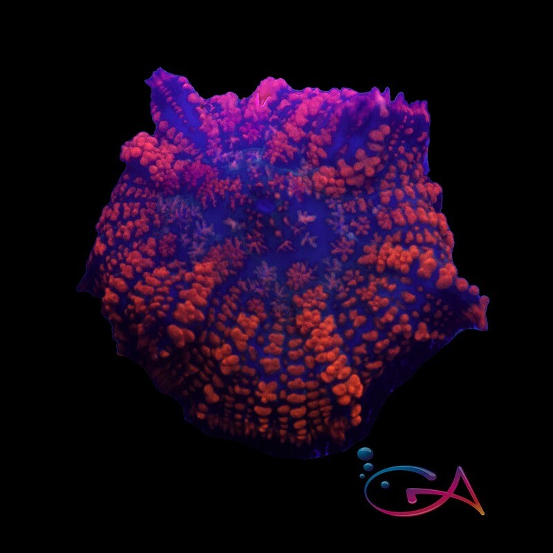 Coral - Frag - Mushroom Rhodactis - Nickelodeon GA