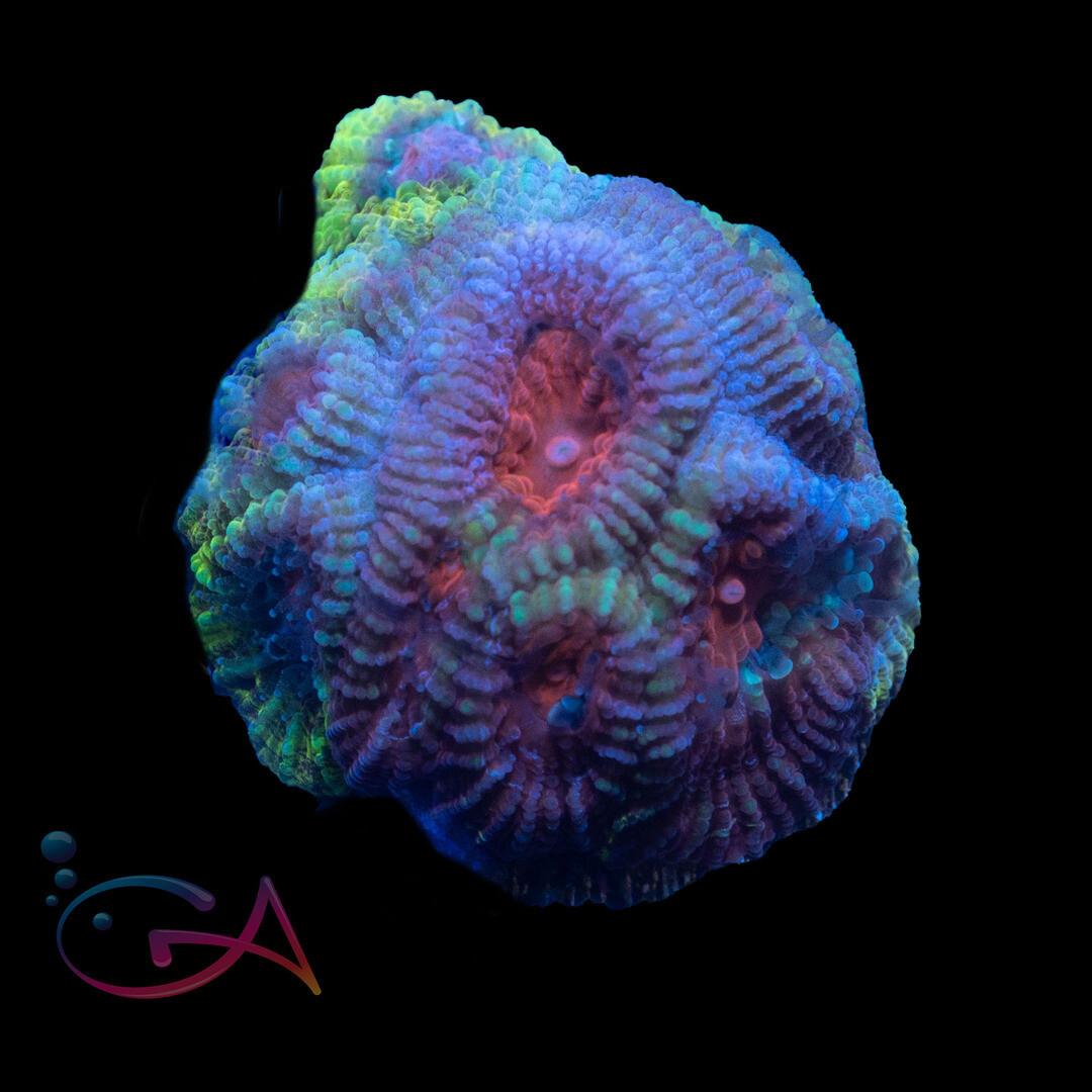 Coral - Frag - Favia - Berry Bumpkin GA