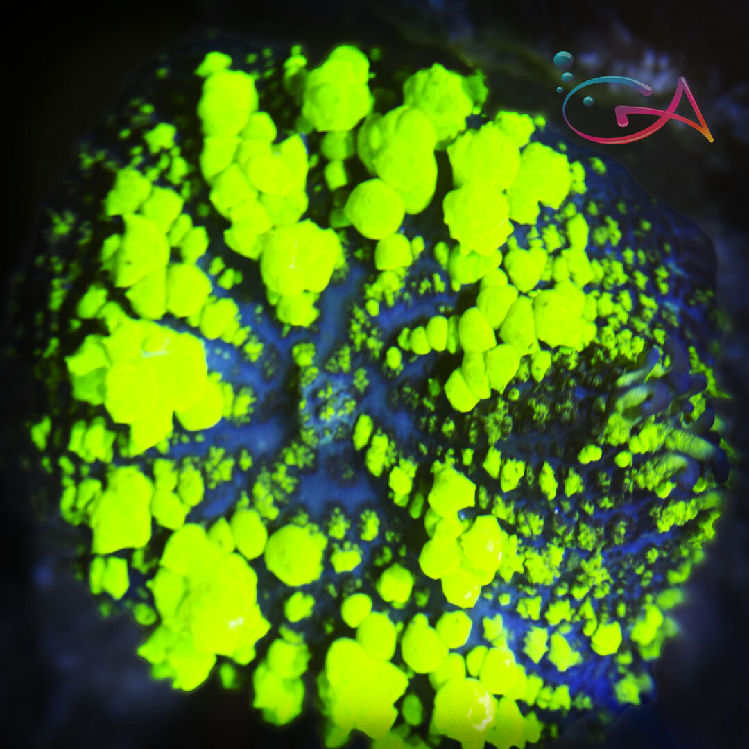Coral - Frag - Mushroom BOUNCE - Plutonium WWC
