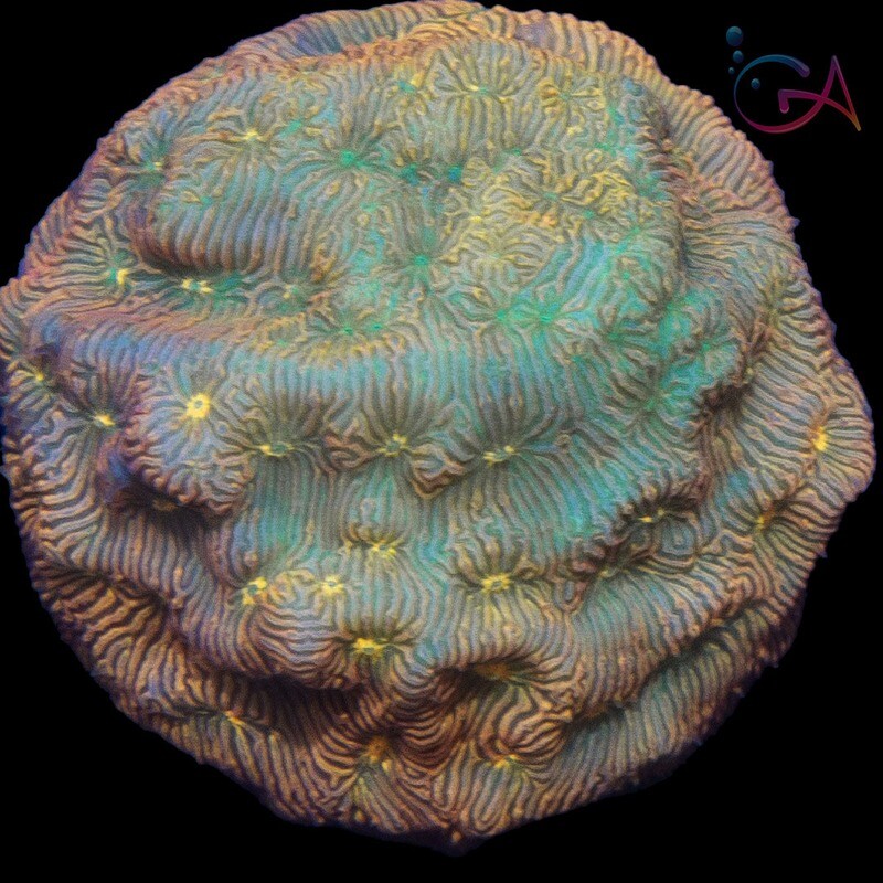 Coral - Frag - Leptoseris - Orange