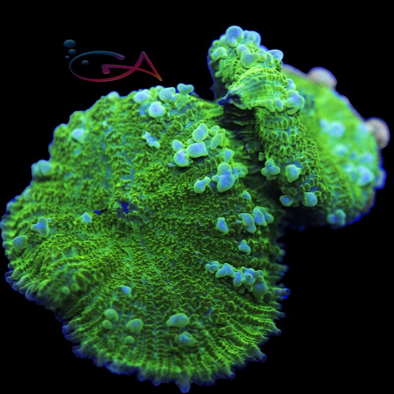 Coral - Frag - Mushroom Rhodactis - Seaweed Salad GA