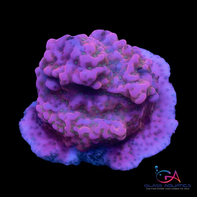 Coral - Frag - Montipora Monasteriata -Tropic Thunder