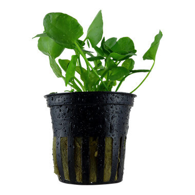 Nymphoides Hydrophylla 'Taiwan' - Potted (Tropica)