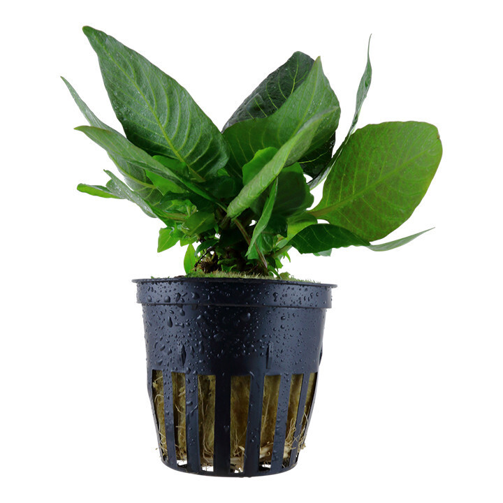 Hygrophila Corymbosa 'Compact' - Potted (Tropica)