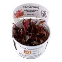 Alternanthera Reineckii Mini 1-2-Grow (Tropica)
