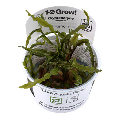 Cryptocoryne Crispatula -1-2-Grow (Tropica)