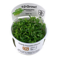 Ranunculus Inundatus - 1-2-Grow  (Tropica)