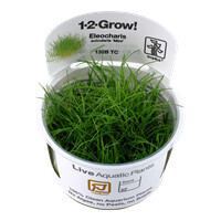 Eleocharis Acicularis 'Mini' - 1-2-Grow (Tropica)