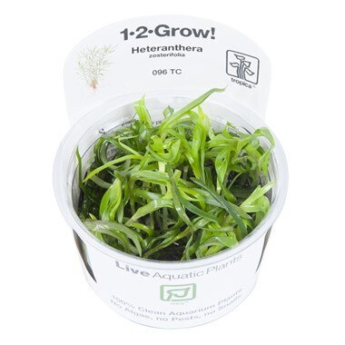 Heteranthera Zosterifolia - 1-2-Grow  (Tropica)