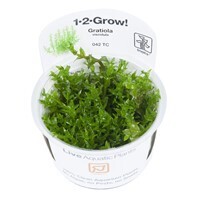 Gratiola Viscidula - 1-2-Grow (Tropica)