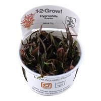 Hygrophila Lancea 'Araguaia' - 1-2-Grow  (Tropica)