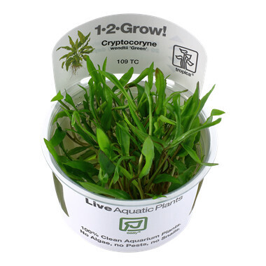 Cryptocoryne Wendtii 'Green'-1-2-Grow  (Tropica)