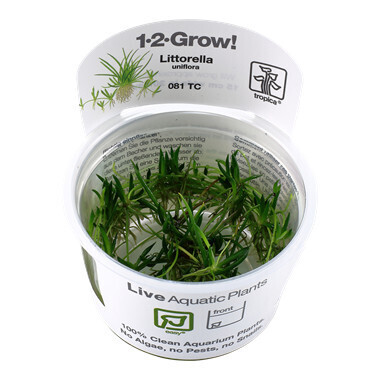 Littorella Uniflora - 1-2-Grow  (Tropica)