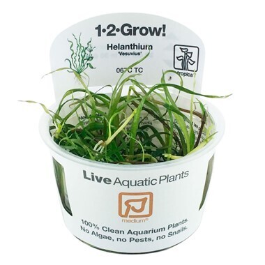 Helanthium 'Vesuvius' - 1-2-Grow (Tropica)