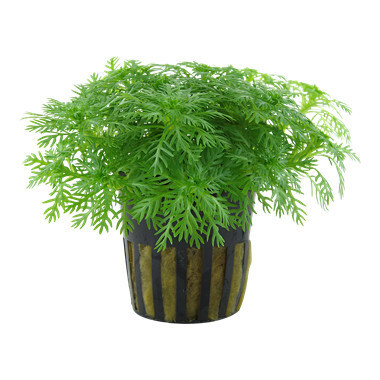 Hottonia Palustris - Potted (Tropica)