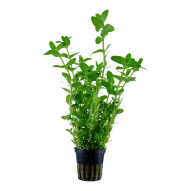 Bacopa Caroliniana - Potted (Tropica)