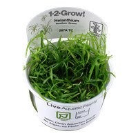 Helanthium Tenellum 'Green' - 1-2-Grow  (Tropica)