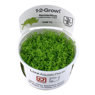 Hemianthus Callitrichoides 'Cuba' - 1-2-Grow  (Tropica)