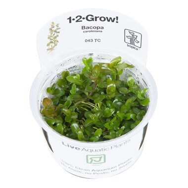 Bacopa Caroliniana 1-2-Grow (Tropica)