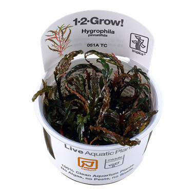 Hygrophila Pinnatifida - 1-2-Grow  (Tropica)