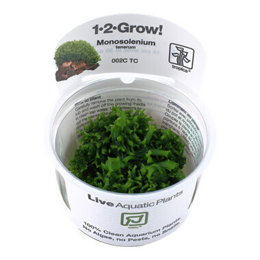 Monosolenium Tenerum - 1-2-Grow  (Tropica)