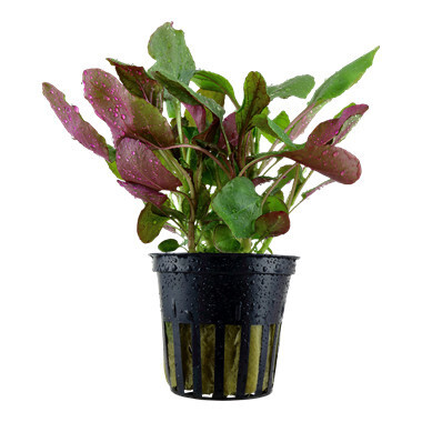 Lobelia Cardinalis - Potted (Tropica)