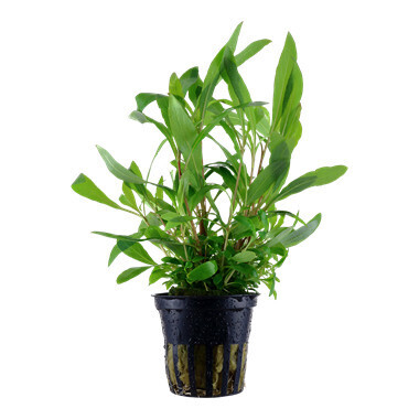 Hygrophila Corymbosa 'Siamensis 53B' - Potted (Tropica)